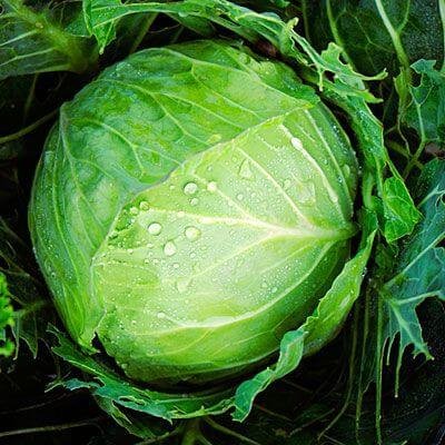Cabbage